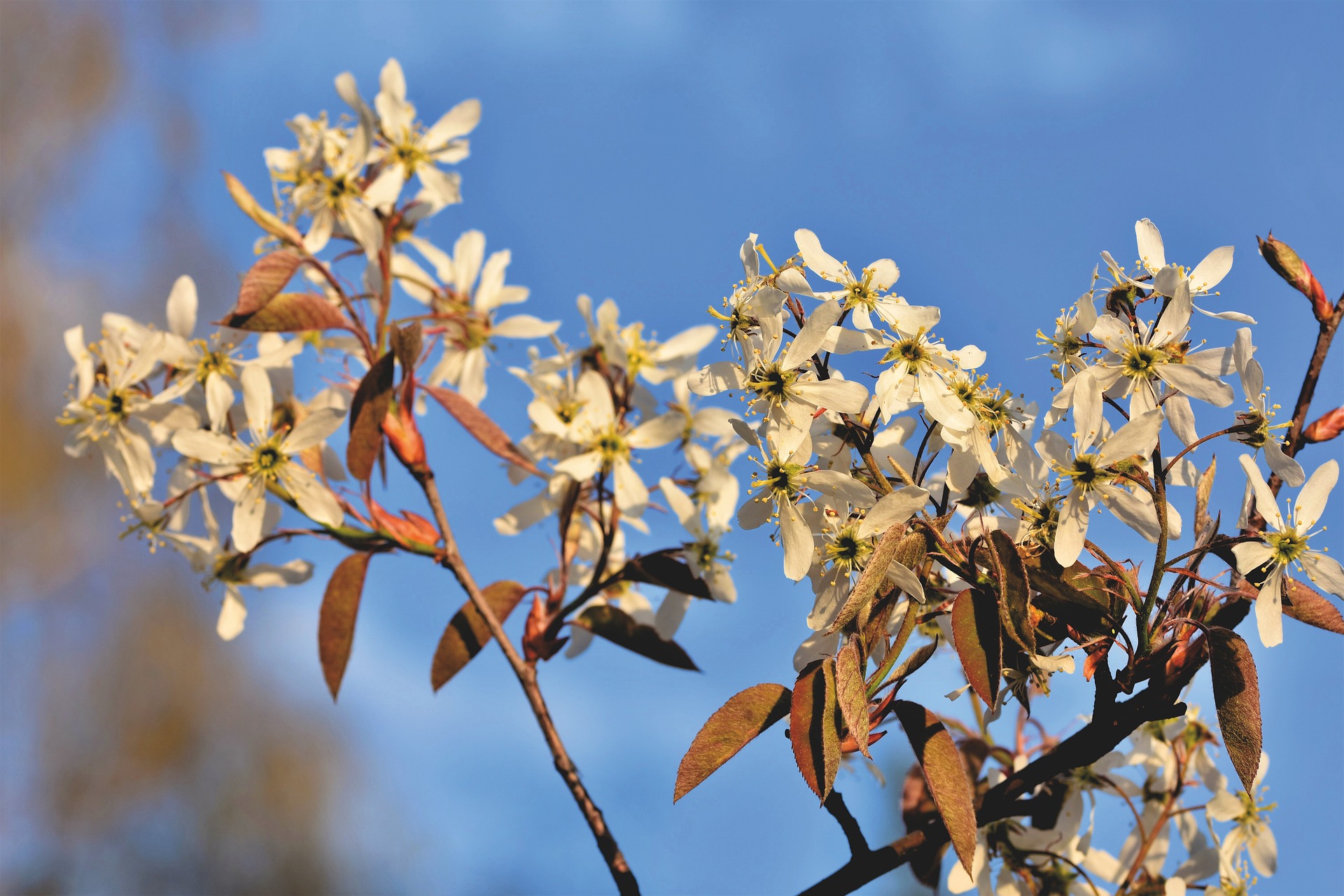 Baum-Felsenbirne