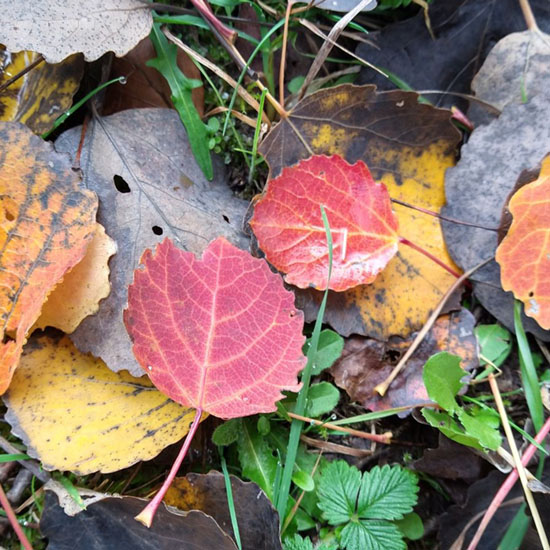 Sabine Müller-Braun, Buntes Herbstlaub